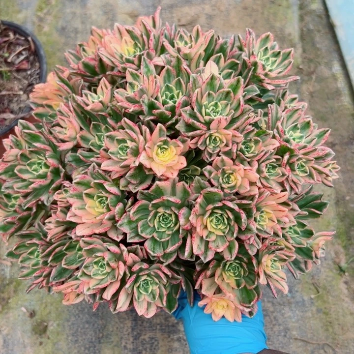 82甜茶多肉多肉多肉