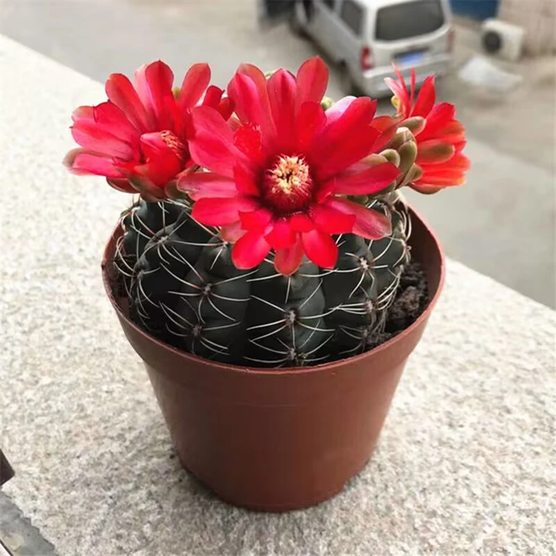 开花仙人球绯花玉盆栽四季好活净化空气吸甲醛客厅办公室多肉植物