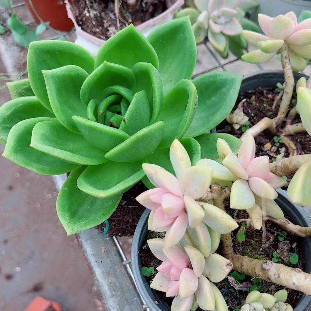 翠花大单头精品特价