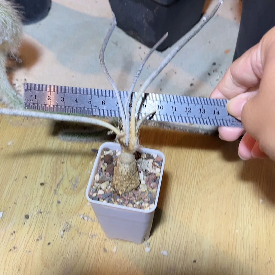 实生美杜莎块根一物一拍