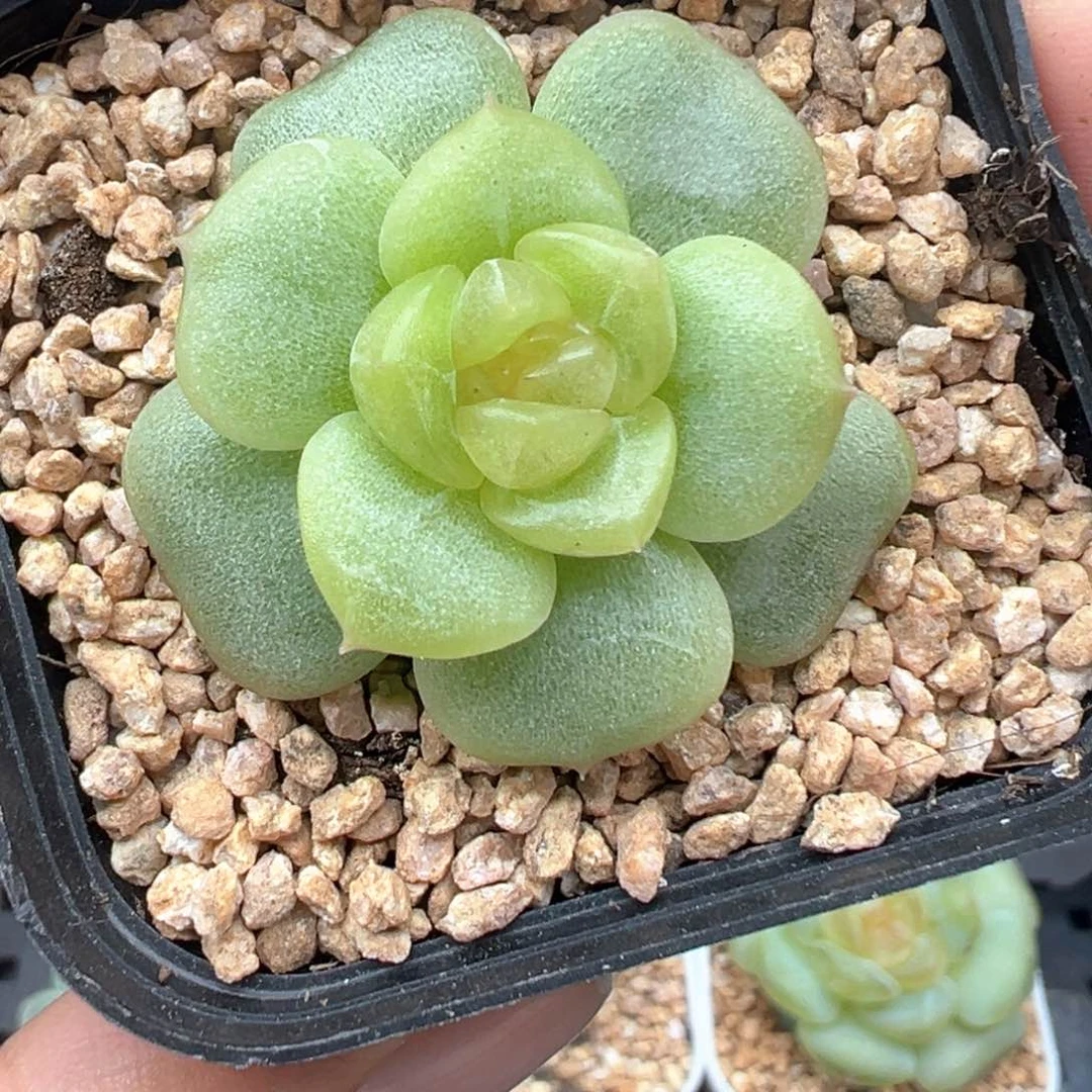 536号宫花系列冷弦