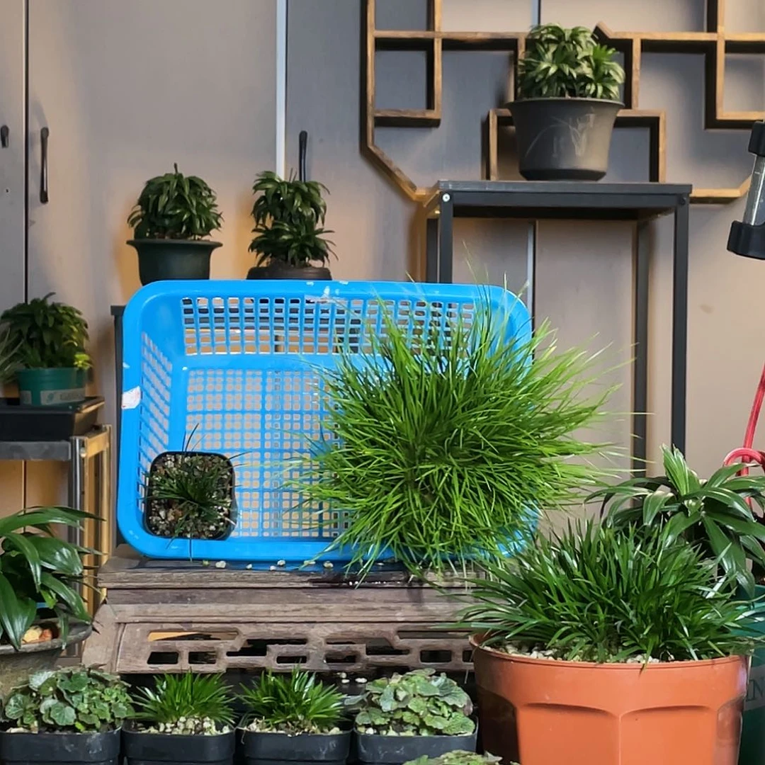 【闪购商品】不开花植物