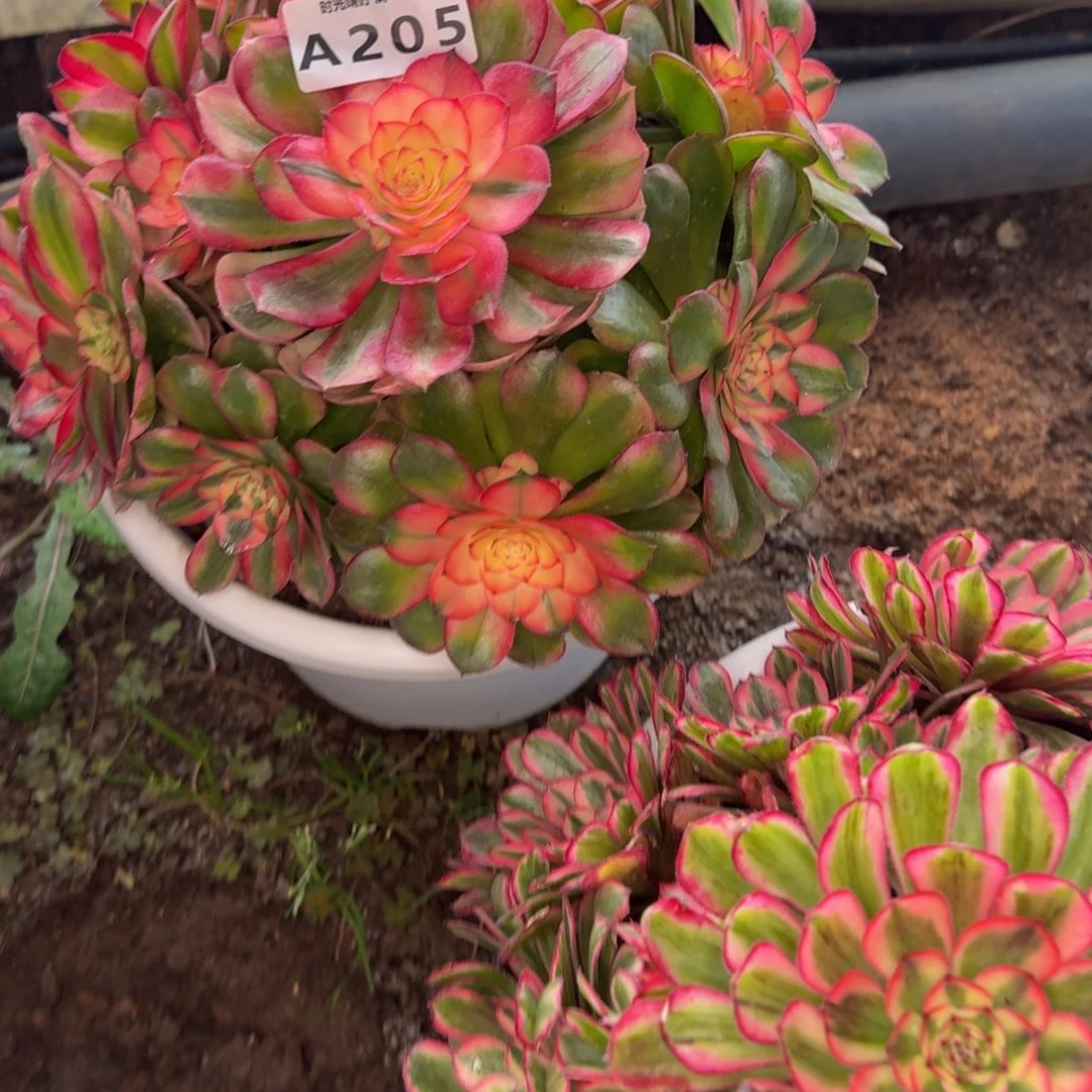 205荔枝。多肉植物