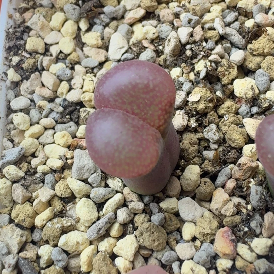 26号单头风铃一物一拍