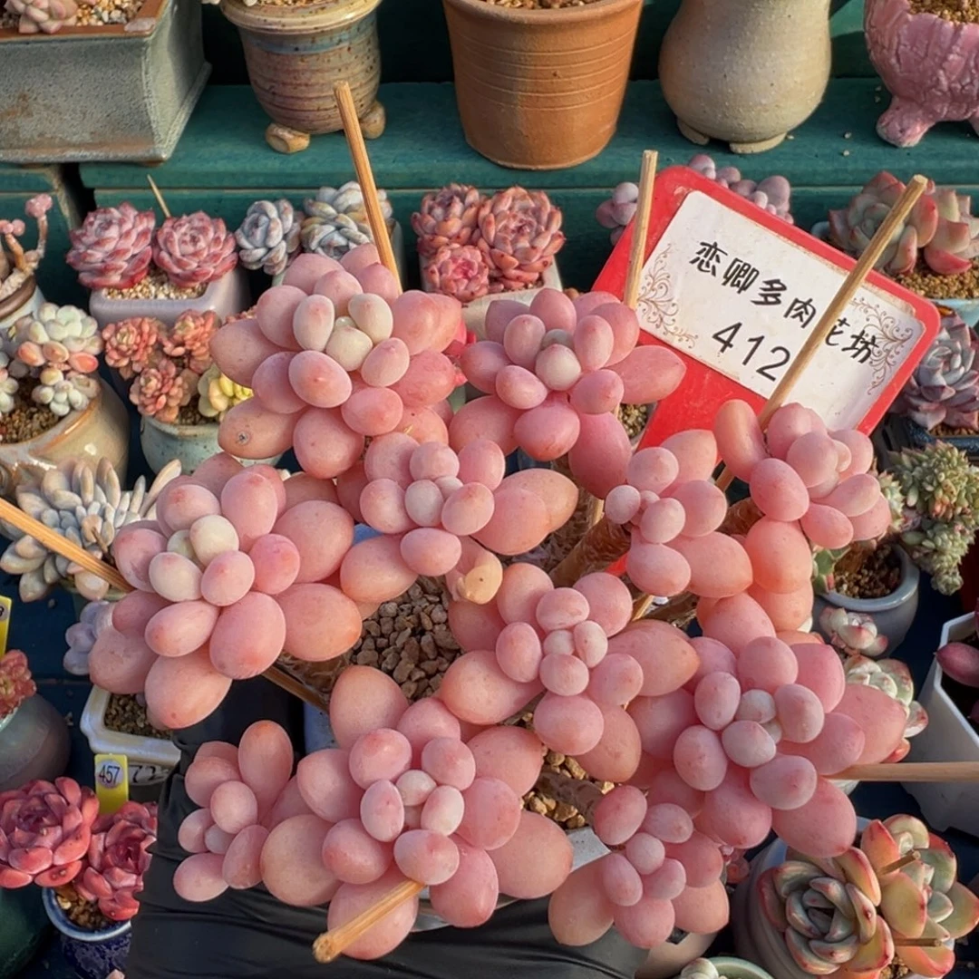 412鱼子酱自然群无砍老桩