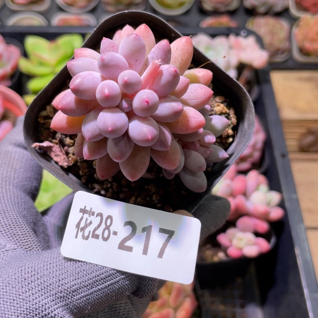 花利美28-217婴儿手指
