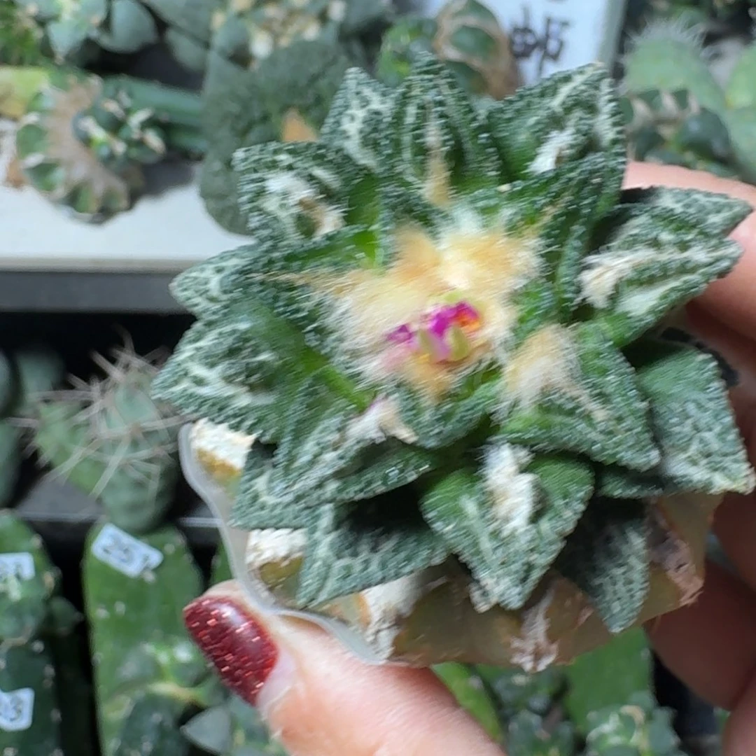 【闪购商品】无花朵开****!风车辛顿543