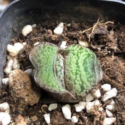 小型恐龙蜗牛带盆发货哈哈哈