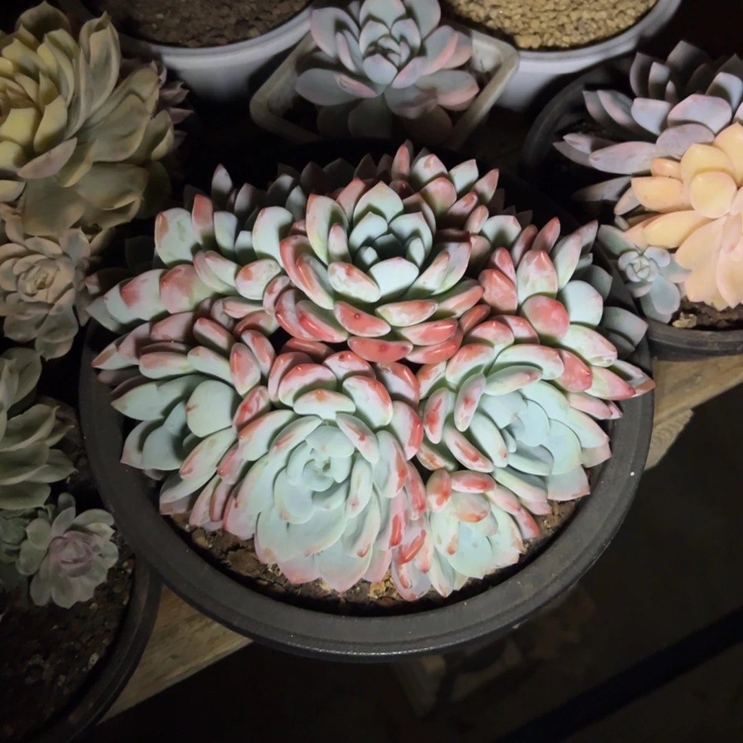 冷香捧花 夏鸣园艺