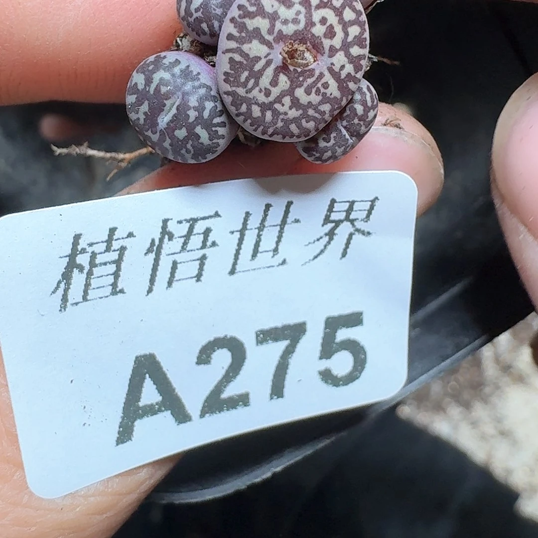 275号多肉植物哇d c c