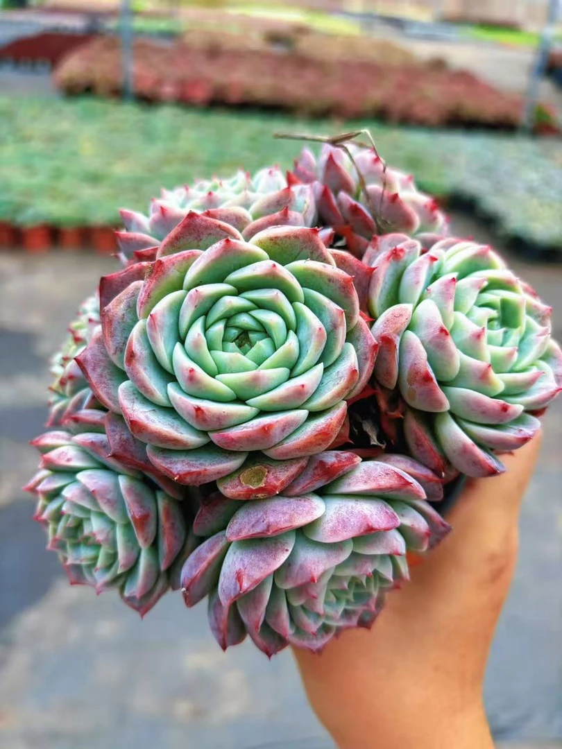 ［ 天鹅绒5头起发新手好养 带盆土发 （任意2单包邮）好运来多肉基地