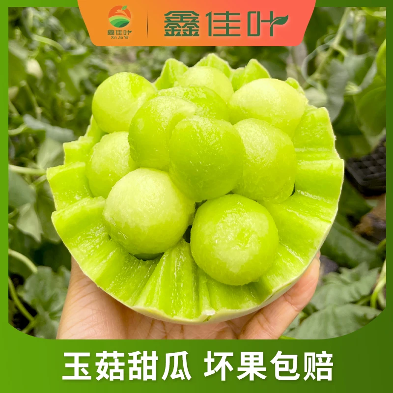 鑫佳叶 山东冰淇淋玉菇甜瓜净重5-5.5斤 单果2斤以上 2个瓜
