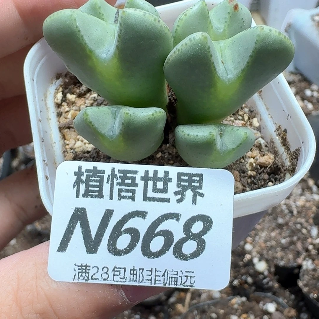 多肉植物的润泽风格