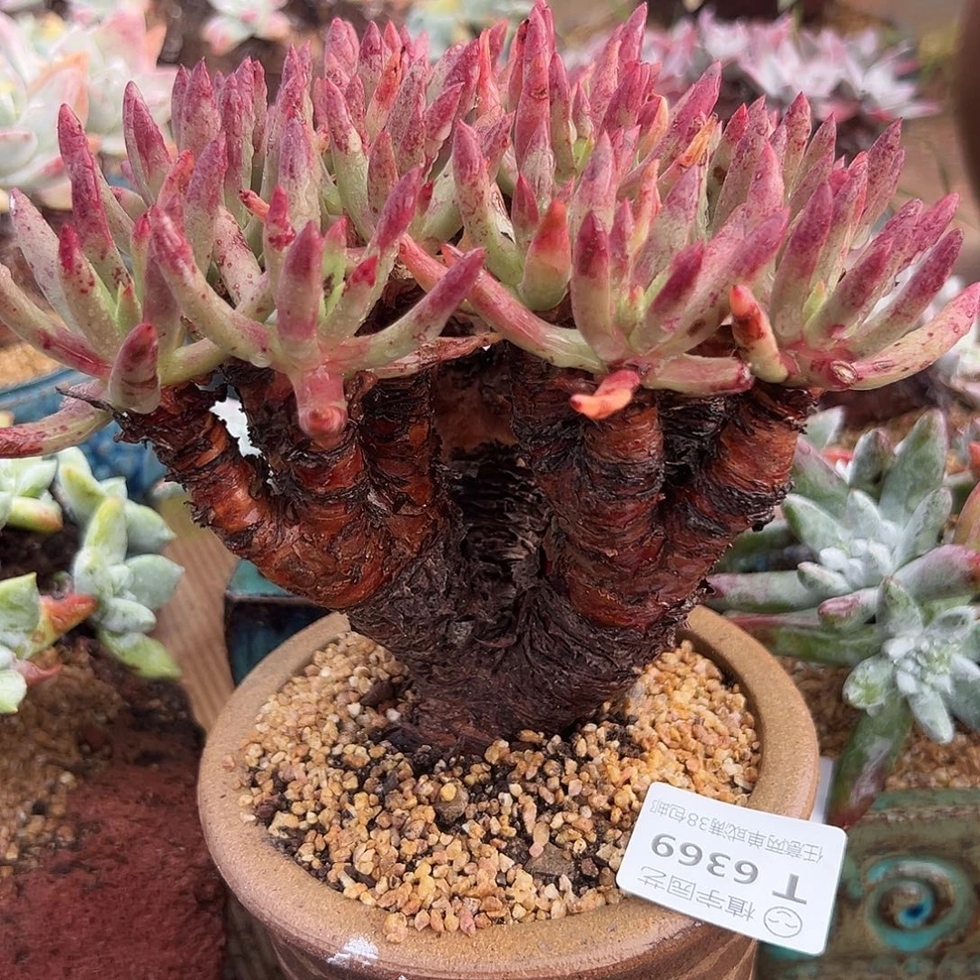 6369阿尔比弗洛亚杂交