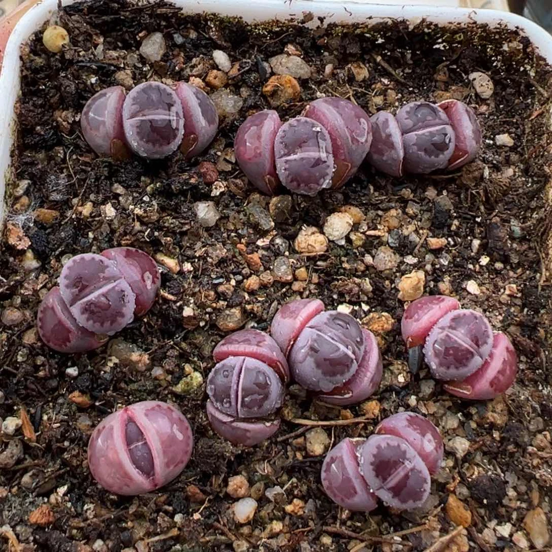 5.11好看的多肉脱土发货729