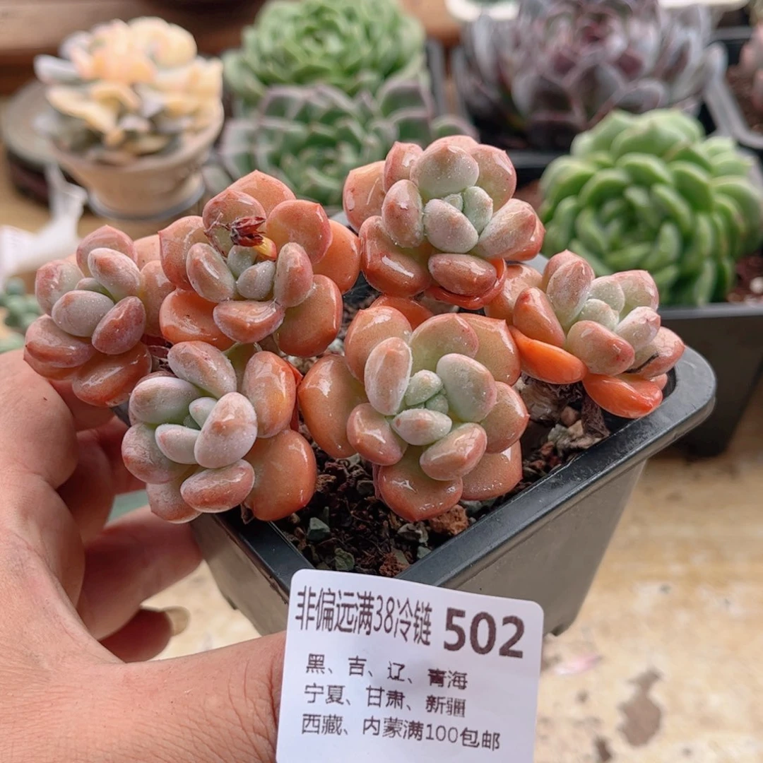 502白露德华多肉