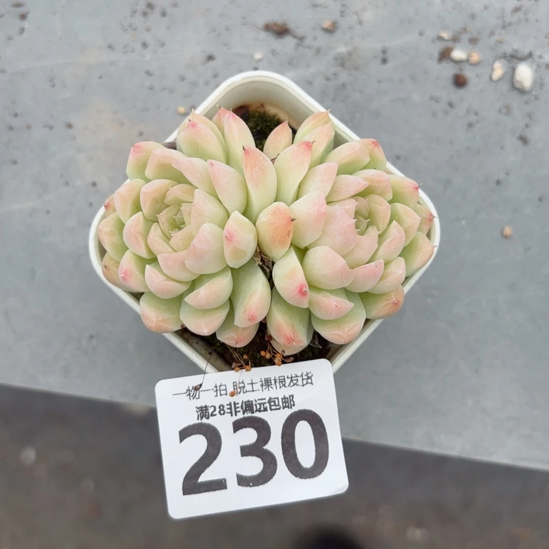 奶油美人无盆土发货