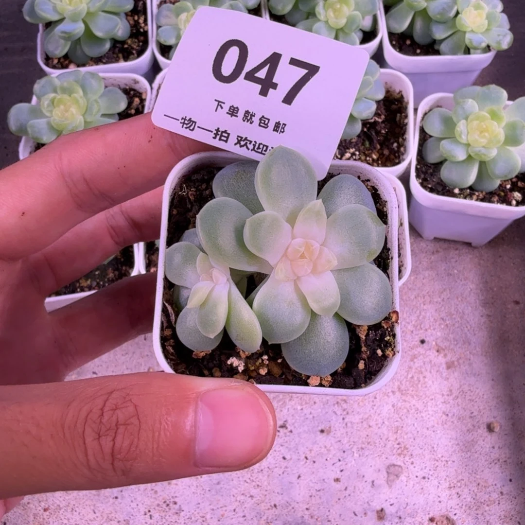 优选糖混一物一拍047