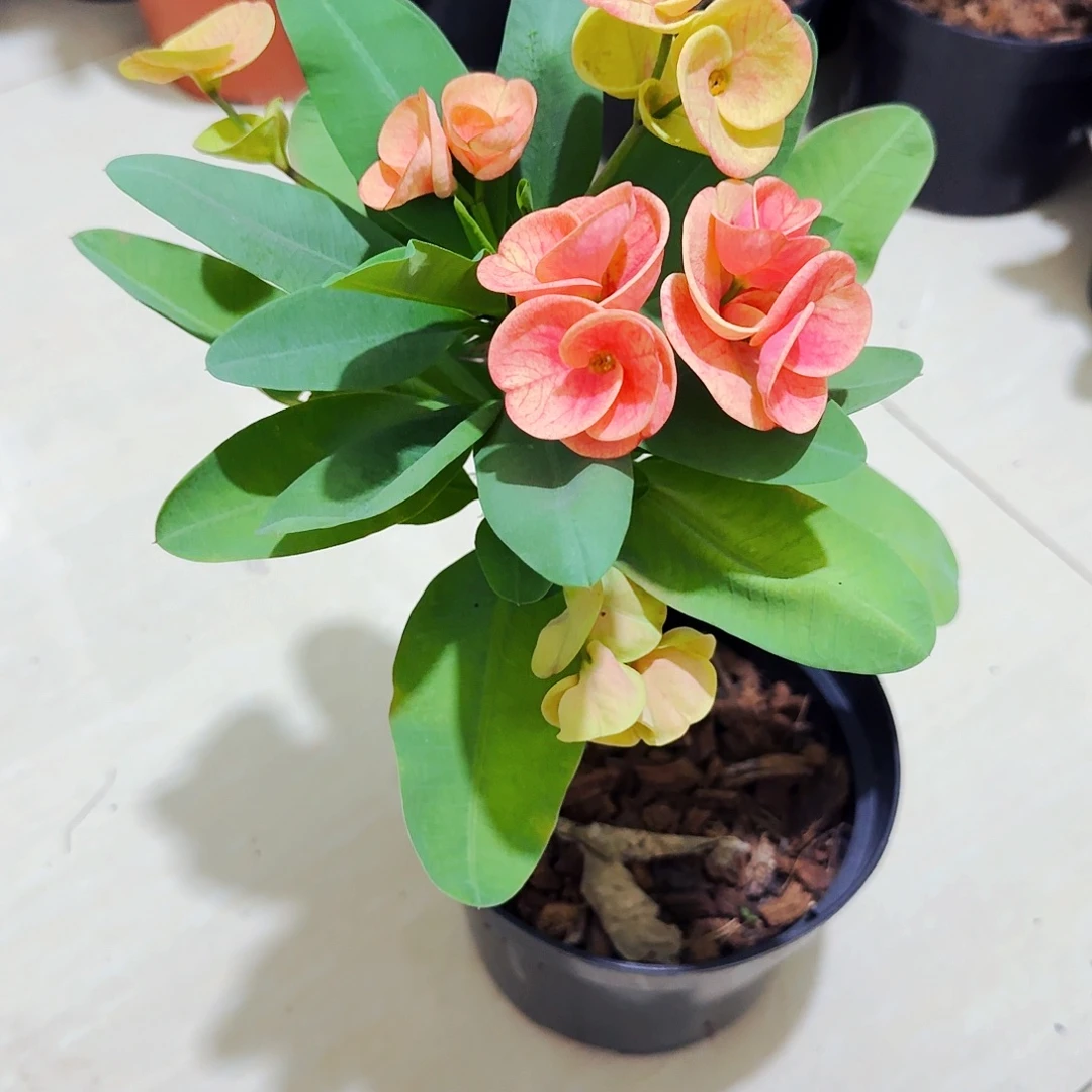 地***老完全开放黄金甲直播间一物一拍