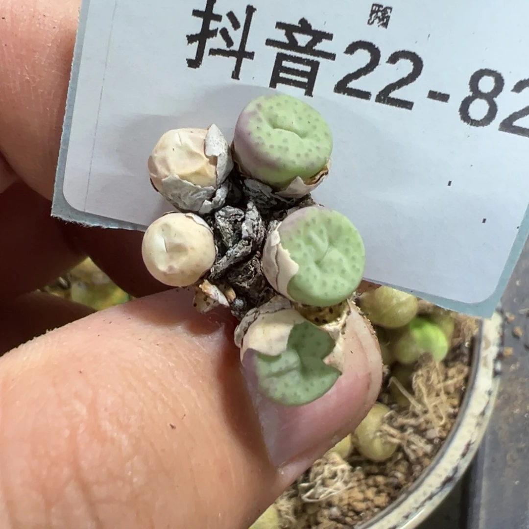 22-82肉锥多肉植物，