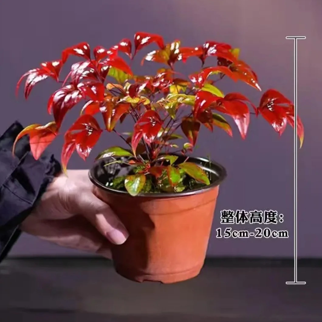 火焰南天竹红叶盆栽绿植中式禅意四季观叶桌面摆件耐寒好养活植物
