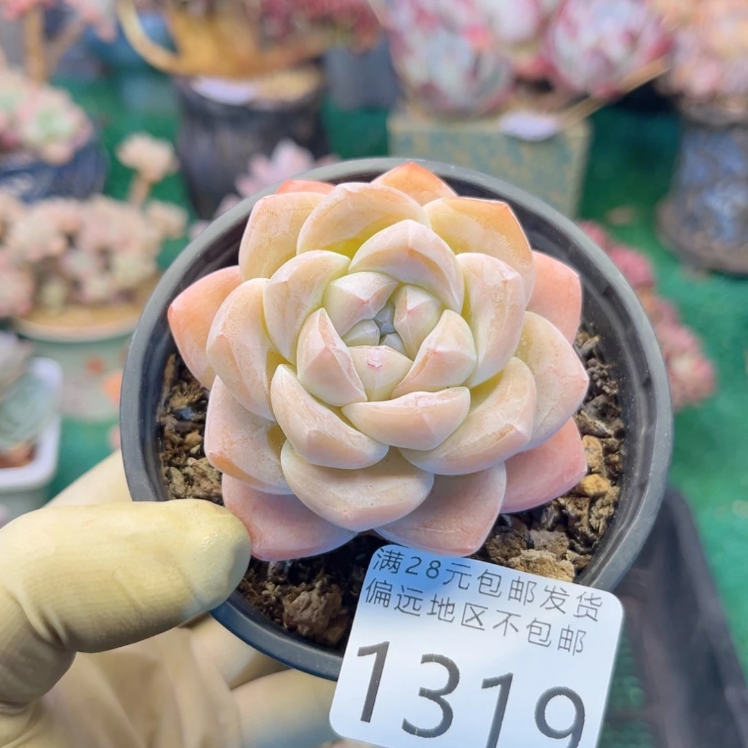 大1319:？d b x jfj n n