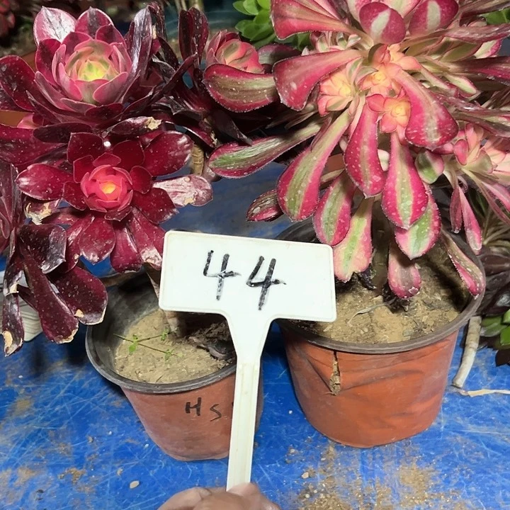 多肉植物组合2个