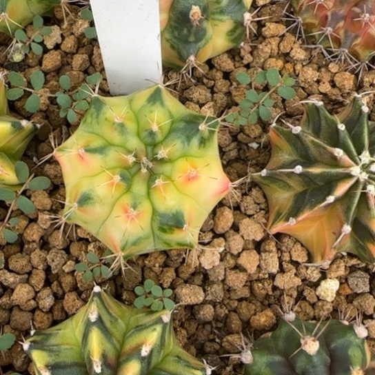 16-0122泰国发货多肉