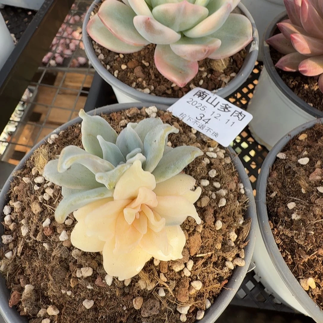 白饺子皮锦111211-33