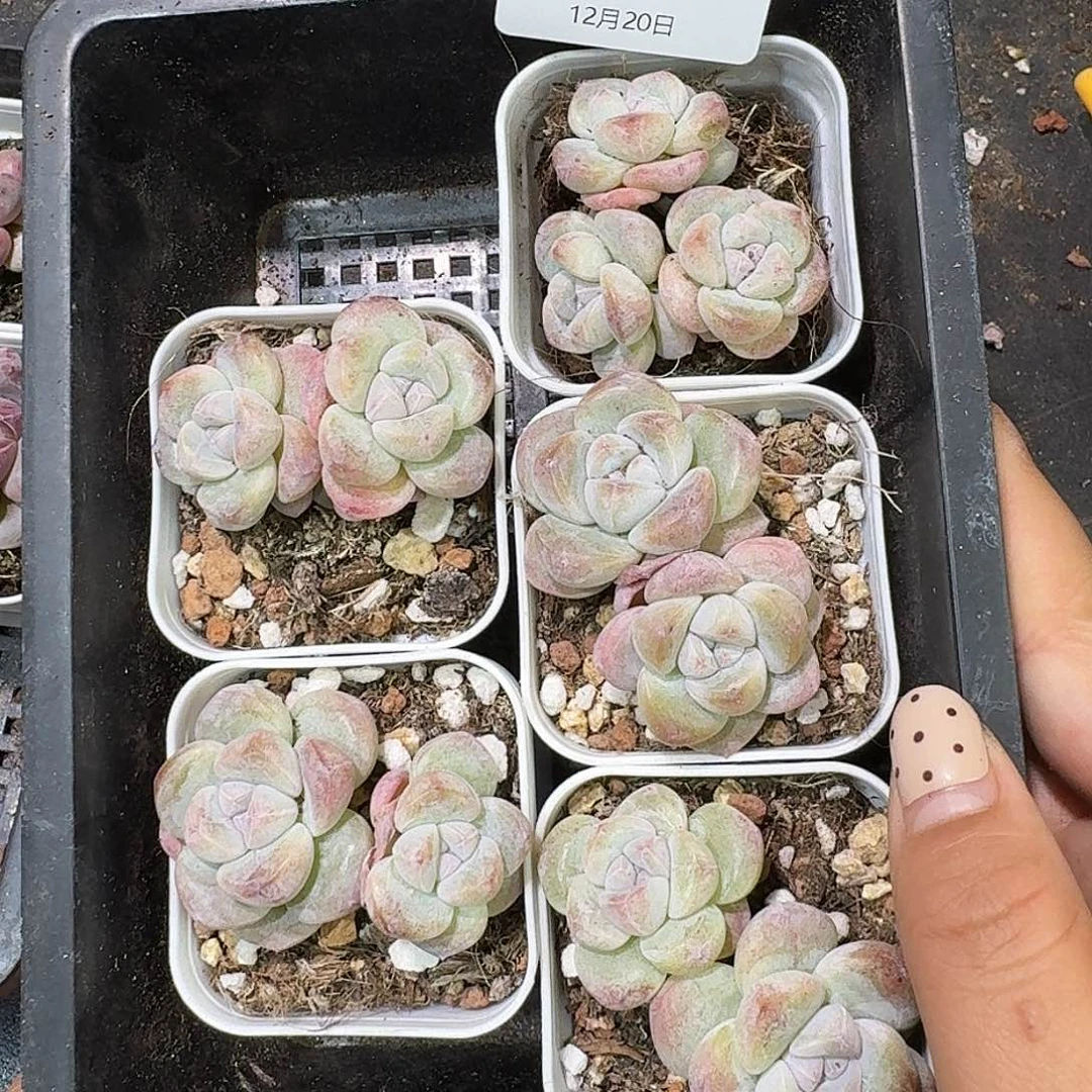 64 号到手1框一物一拍