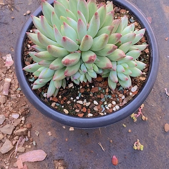 董*姐虞美人多肉植物