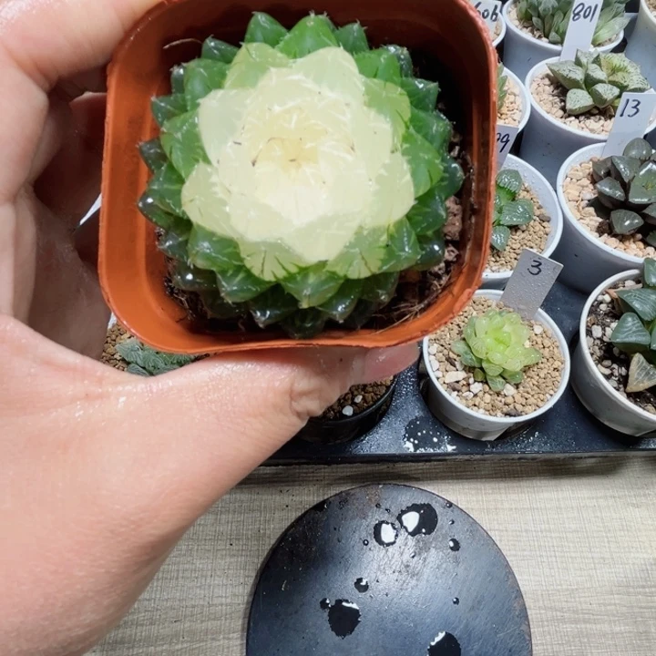 宝莲灯多肉植物新手好养