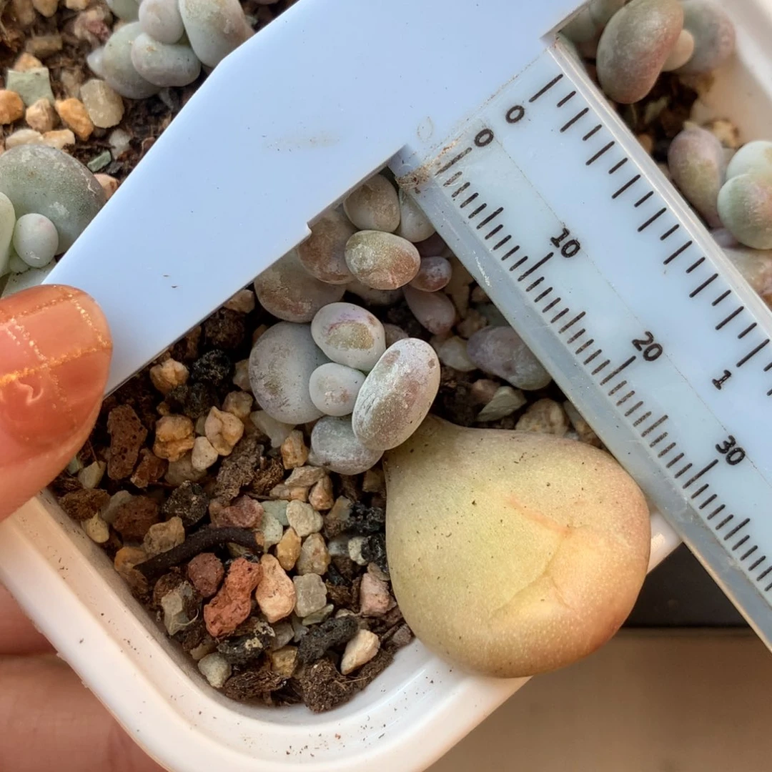 油煎奶酪 小书肉奶酪多肉