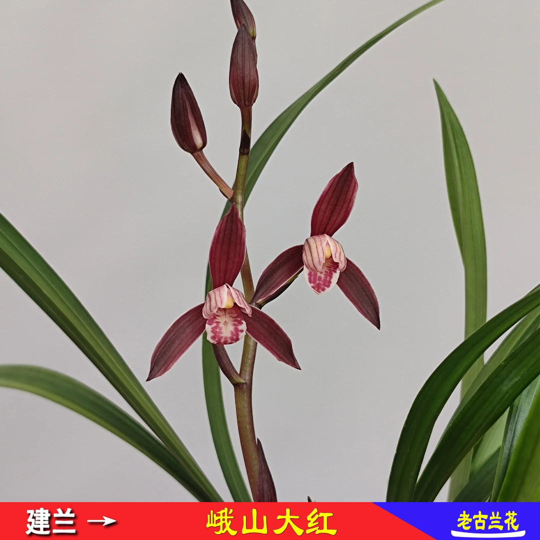 建兰红花【峨山大红】兰花荷形大花盆栽四季兰名品清香绿植易栽培