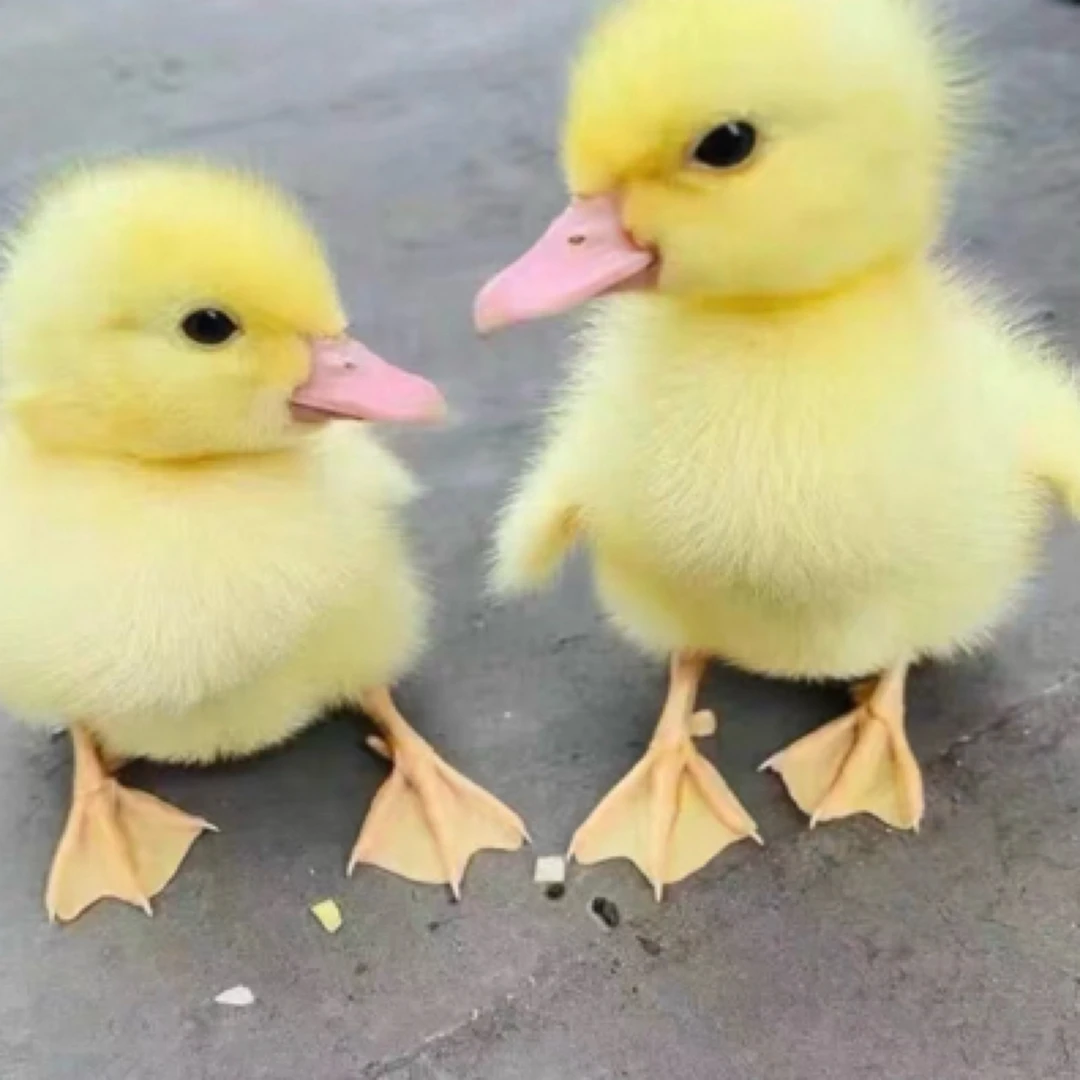 【柯尔混血小黄鸭】（包邮包到家）送鸭料鸭垫 肉de