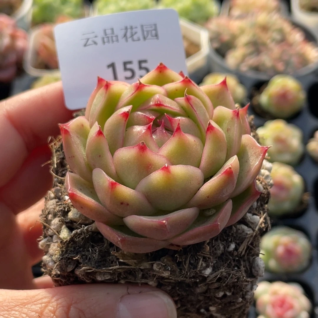 155号糖心冰心珍妮 约克夏