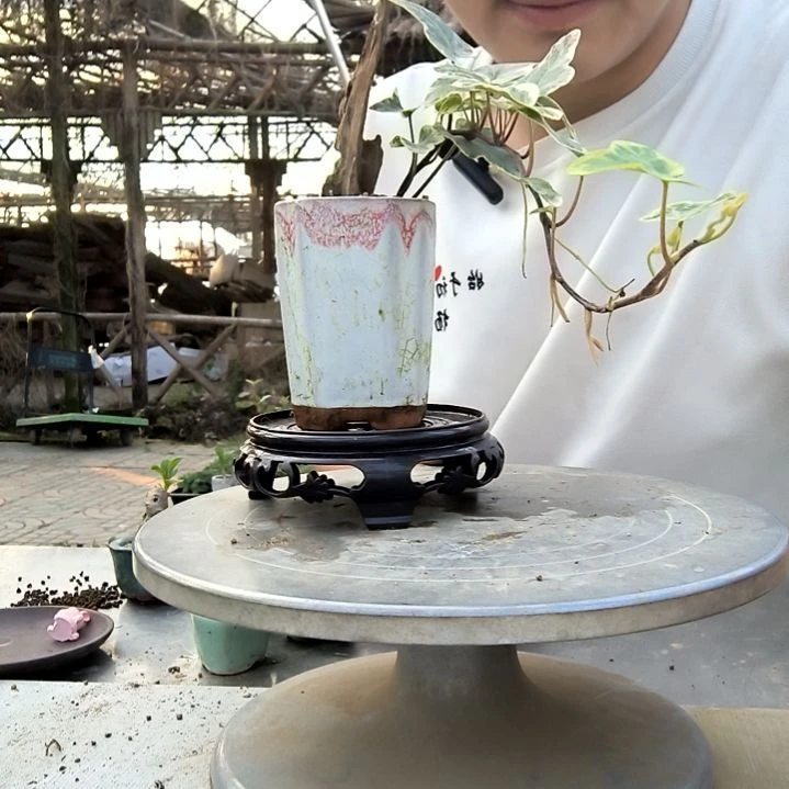 安*小盆景小植物一物一拍413