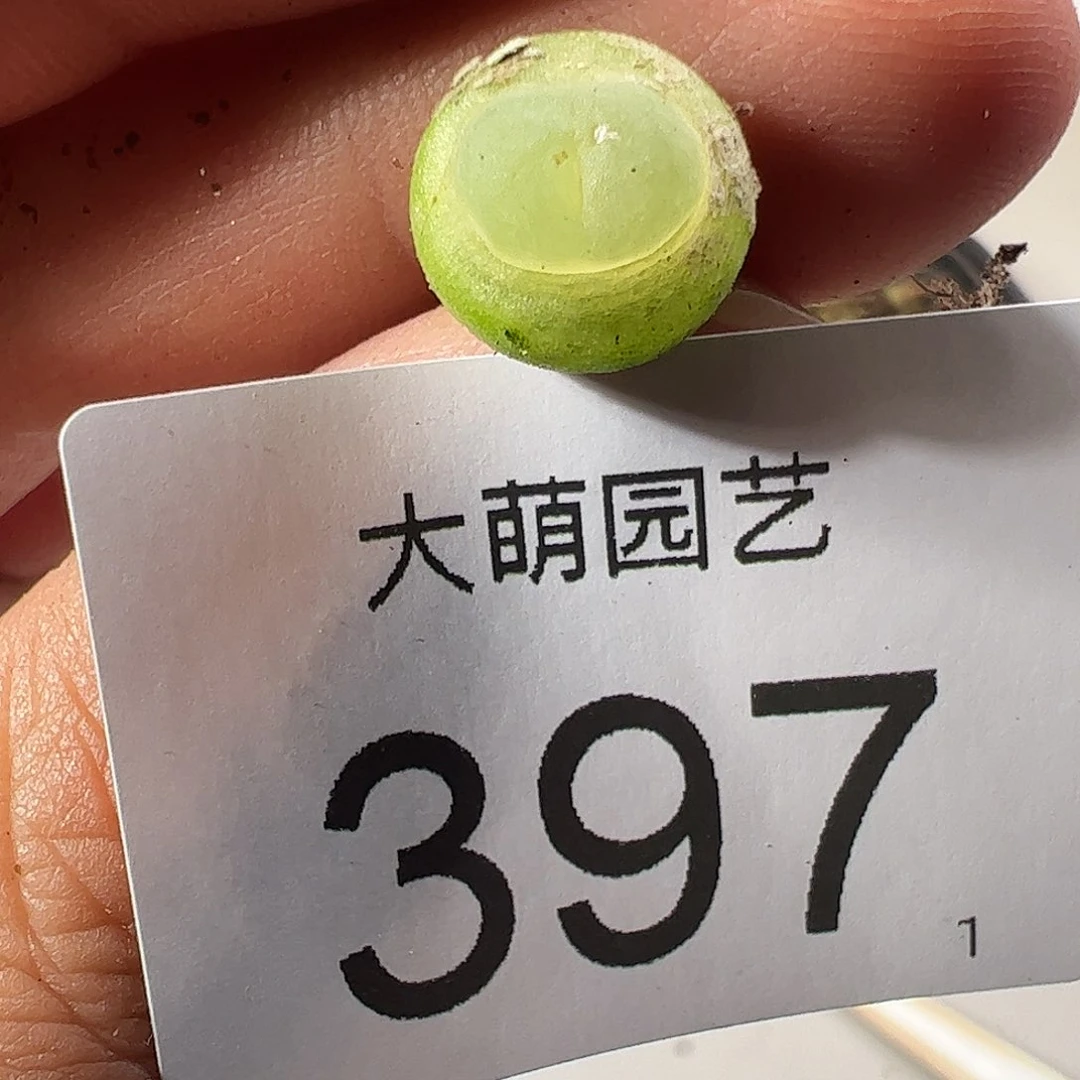 0000397 一物一拍……