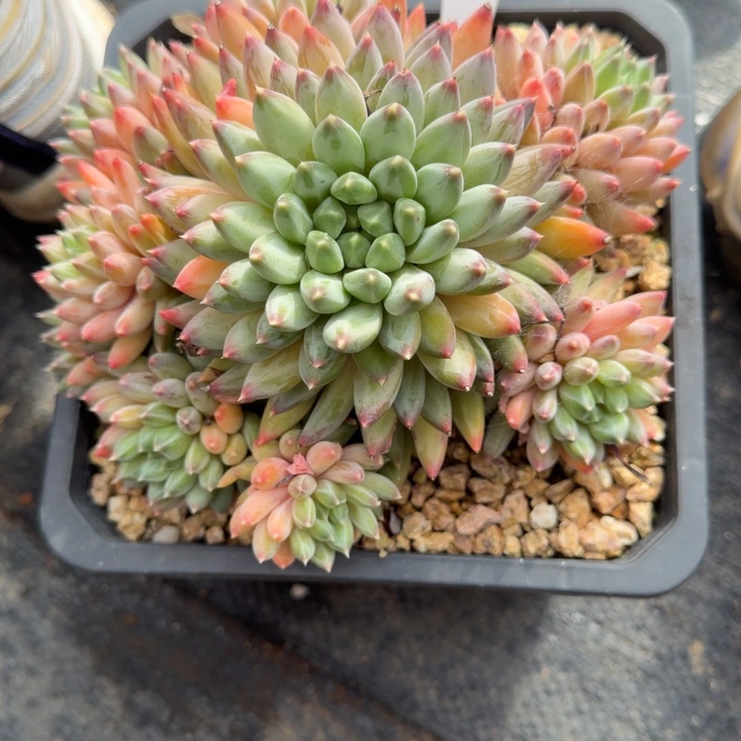 一物一拍雨花石优选25