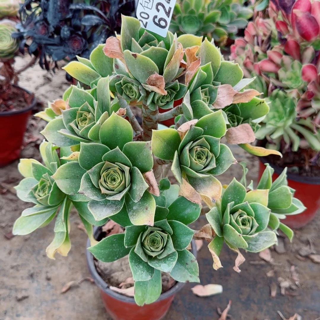 香腹多肉624满20包邮断枝不包