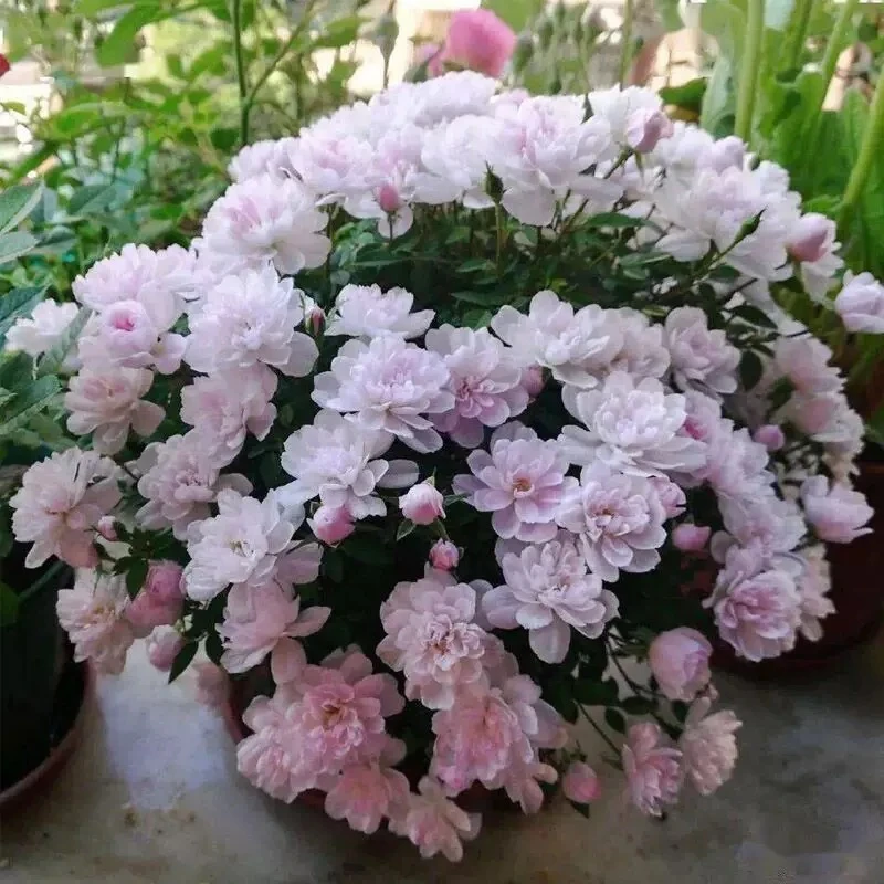 【姬乙女】  超级微型小月季丰花勤花四季开花阳台盆栽 非常矮小