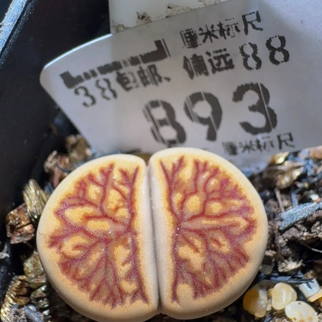 zzzz生石花肉锥893