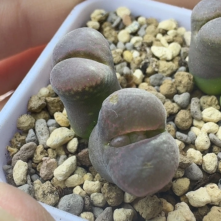 22号双头红风铃一物一拍