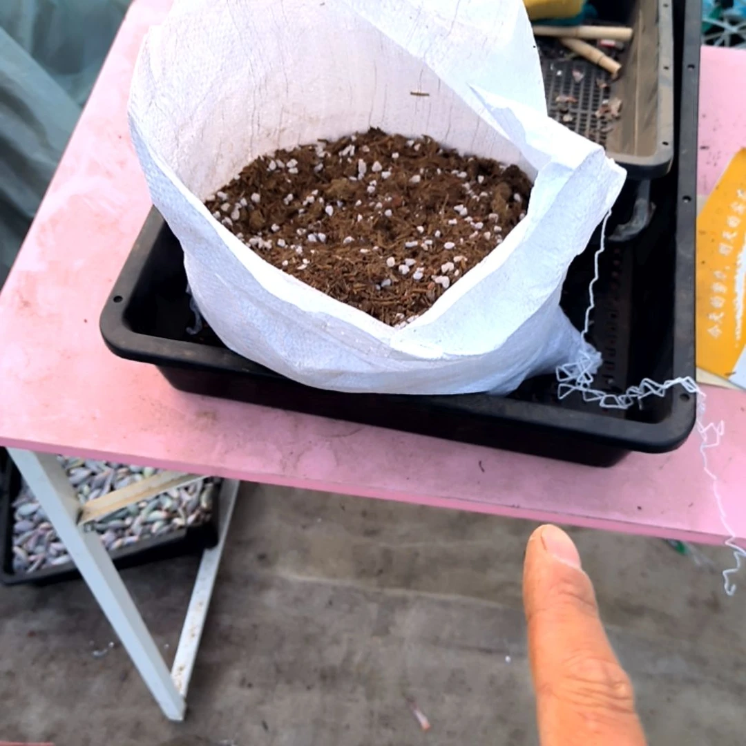 满6元包邮，多肉土福利