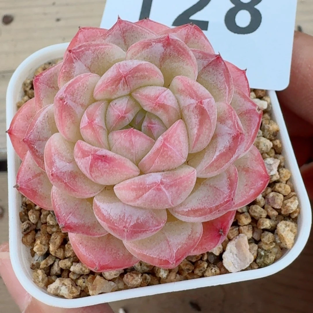 美心         精品多肉