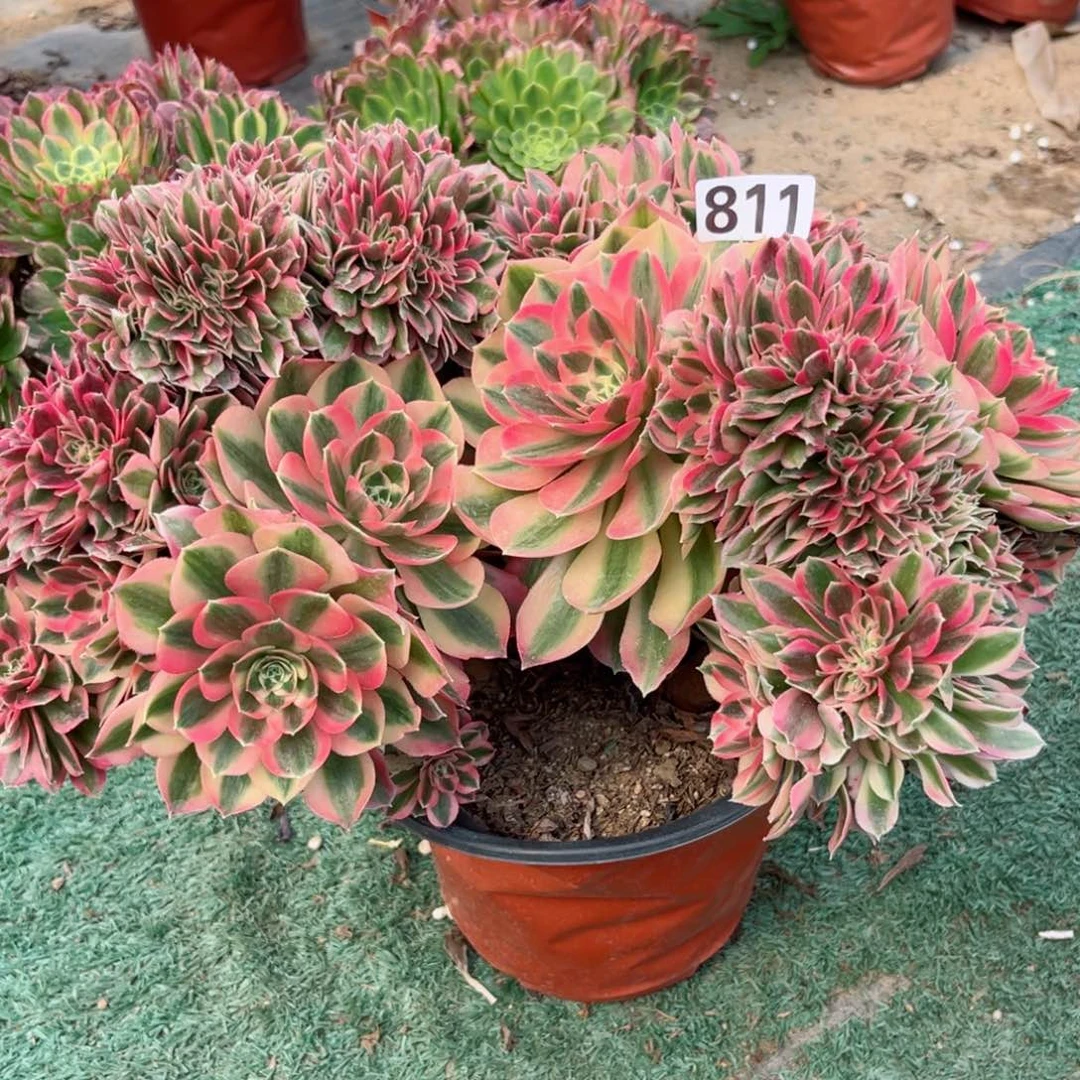 某811粉女巫缀化多肉植物