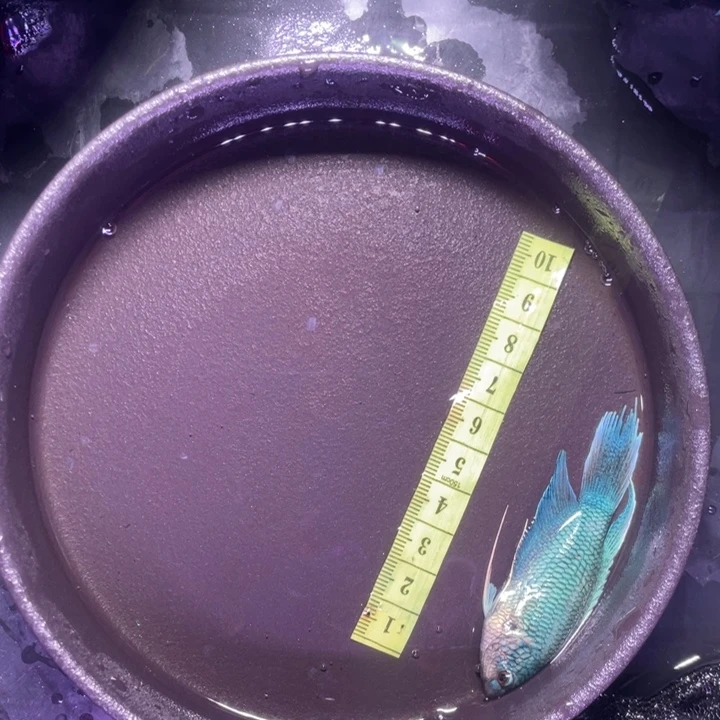 斗鱼斗鱼直播间竞拍链接