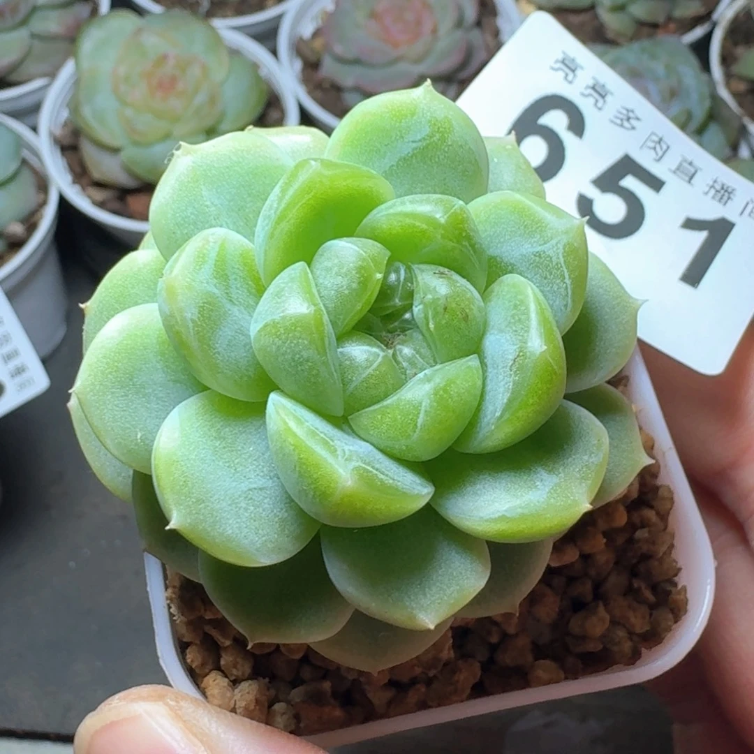 绿透体            精美多肉植物