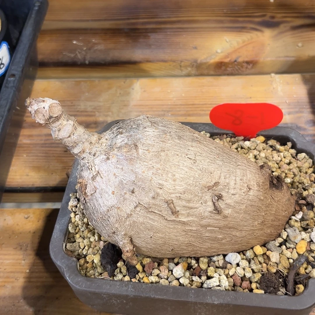 汤圆植物奇艺油柑