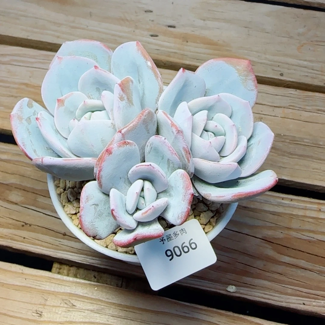 奶茶高桩，9066多肉植物